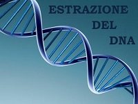 Filamento di Dna