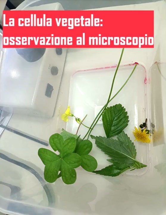 Video-gallery La cellula al microscopio