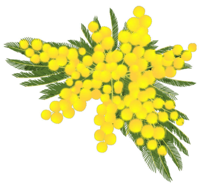 Fiori di mimosa