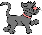 gatto