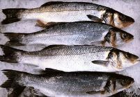 pesce